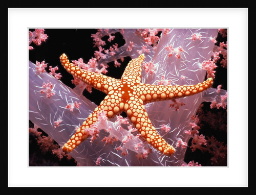 Red Mesh Starfish on Coral by Anonymous