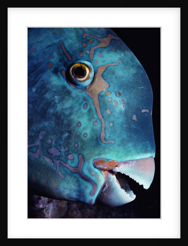 Steepheaded Parrotfish in Great Barrier Reef by Anonymous