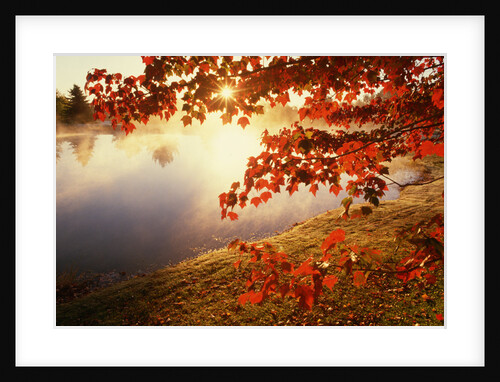 Sunrise Through Autumn Leaves by Anonymous