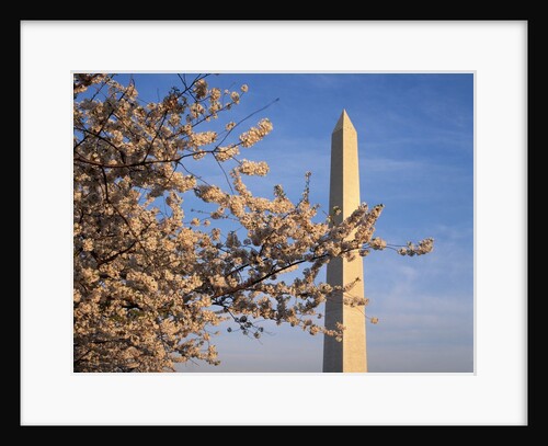Cherry Tree near Washington Monument by Anonymous