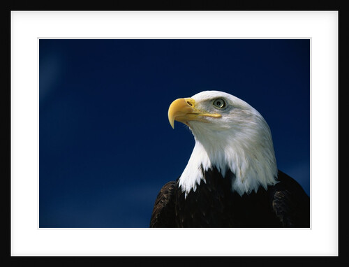 American Bald Eagle by Anonymous