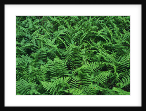 Evergreen Wood Ferns by Anonymous