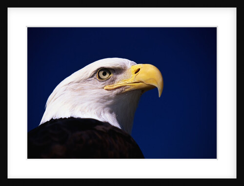 American Bald Eagle by Anonymous