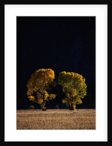 Cottonwoods in Autumn by Anonymous
