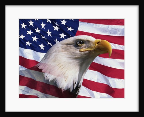 Bald Eagle and American Flag by Anonymous