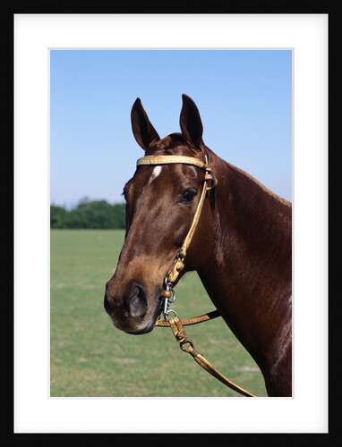 Argentine Polo Pony by Anonymous