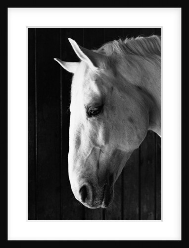 Portrait of a Lipizzaner Horse by Anonymous