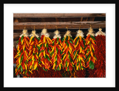 Hanging Chili Peppers by Anonymous