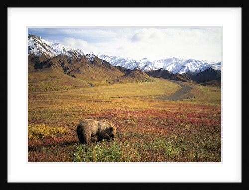 Grizzly Bear Foraging on Colorful Tundra by Anonymous