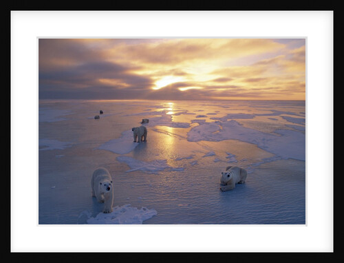 Polar Bears on Ice Pack at Sunset by Anonymous