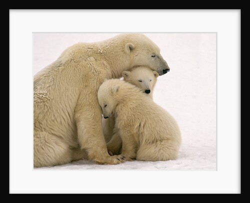 Polar Bear Mother and Cubs Cuddling by Anonymous
