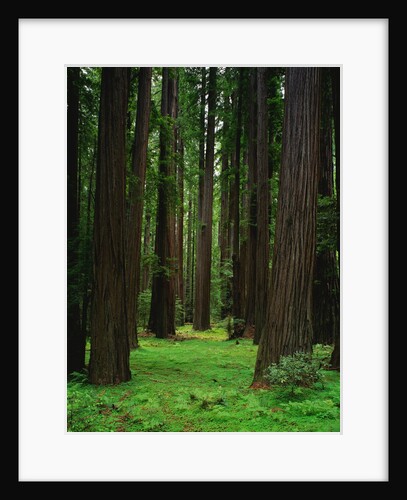 Redwood Forest by Anonymous