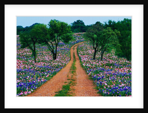 Wildflowers Along a Dirt Road by Anonymous