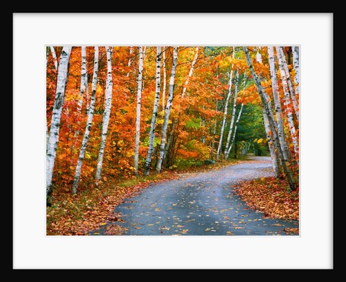 Autumn Trees Lining Country Road by Anonymous