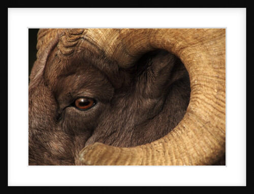 Head of American Bighorn Sheep by Anonymous