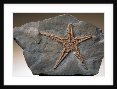 Fossilized Starfish by Anonymous