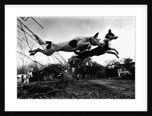 Dogs Leaping Over Wire Fence by Anonymous