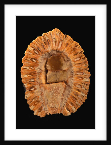 Fossilized Pine Cone by Anonymous
