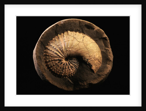 Jeletzkytes Nebrascensis Fossil by Anonymous
