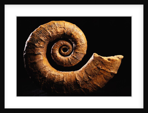 Crioceratite Fossil by Anonymous