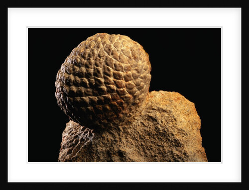 Fossilized Pine Cone by Anonymous