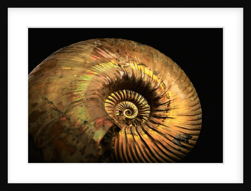 Late Jurassic Fossil by Anonymous