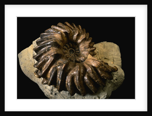 Late Cretaceous Period Fossil by Anonymous