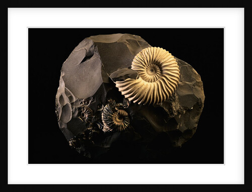 Early Cretaceous Period Fossil by Anonymous