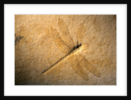 Late Jurassic Dragonfly Fossil by Anonymous