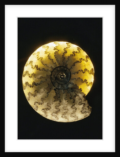 Ammonite Fossil by Anonymous