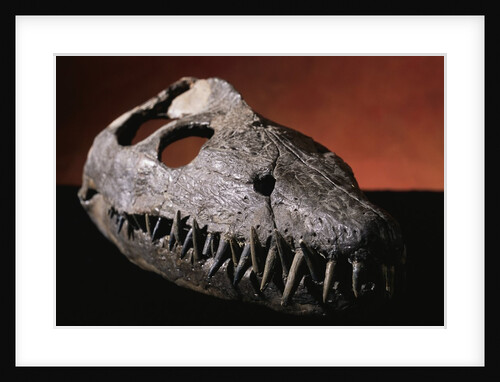 Fossil Crocodile Skull by Anonymous