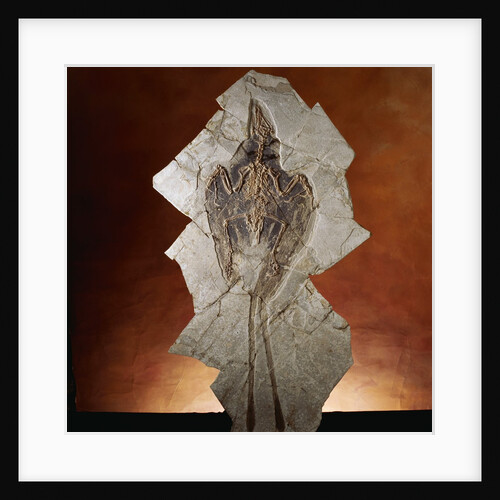 Fossil Bird by Anonymous