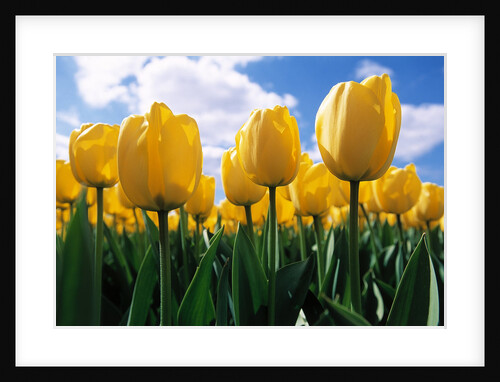Yellow Tulips by Anonymous