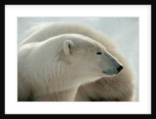 Polar Bear by Anonymous