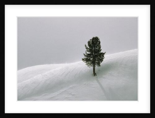 Lone Lodgepole Pine in the Snow by Anonymous