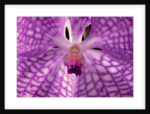 Close-Up of 'Rothschildiana' Orchid by Anonymous