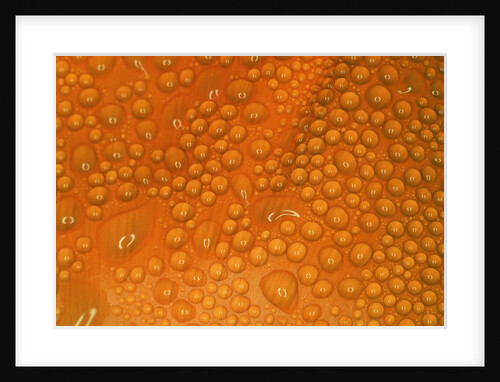 Closeup of Dewdrops on Poppy Petal by Anonymous