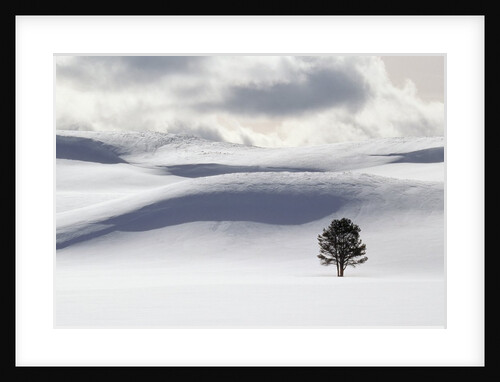 Lodgepole Pine in Snow by Anonymous