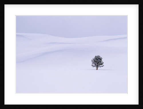 Lodgepole Pine in Snow by Anonymous