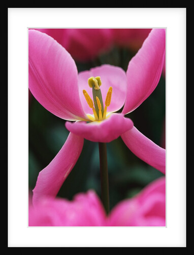 Pink Tulip Close-Up by Anonymous
