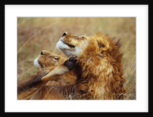 Lion Scratching Neck with Paw by Anonymous