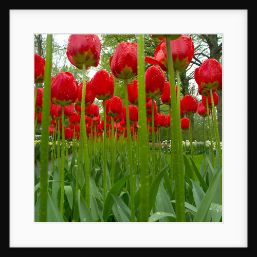 Red Tulips with Raindrops by Anonymous