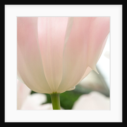 Petals of a Tulip by Anonymous