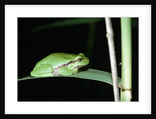 European Green Treefrog by Anonymous
