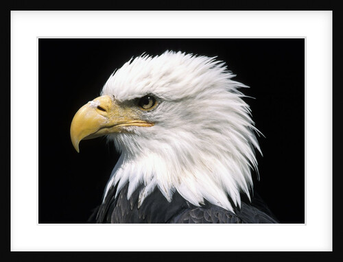 Head of Bald Eagle by Anonymous