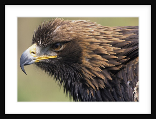Golden Eagle Head in Profile by Anonymous