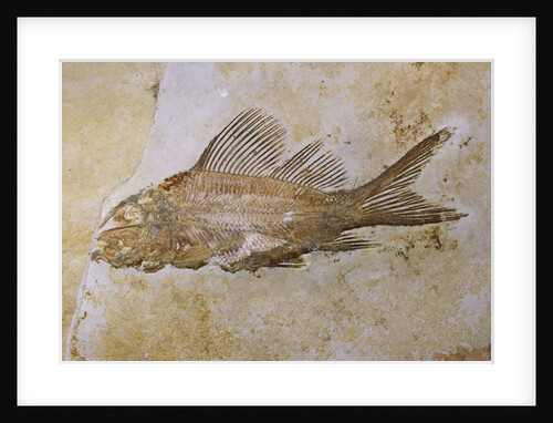 Propterus Elongatus Fish Fossil by Anonymous