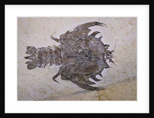 Eryon Arctiformis Crab Fossil by Anonymous