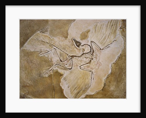 Archaeopteryx Lithographica Fossil by Anonymous