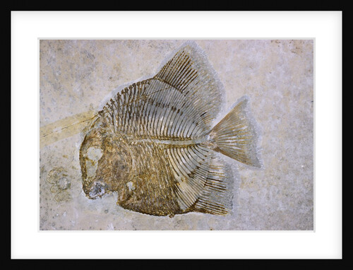 Macromesodon Macropterus Fish Fossil by Anonymous